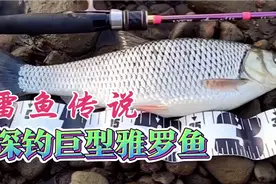 雷鱼传说~探钓东北巨型雅罗鱼视频封面