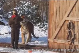 野生老虎有多凶猛，这个视频可以告诉你！视频封面