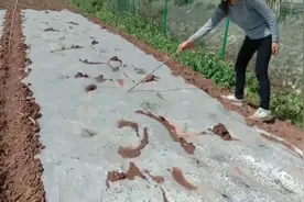 农家朱三妹随便在路边捡了两根小木棒就上山去，看看她准备干什么视频封面