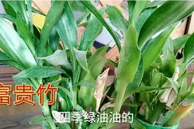 富贵竹冬季养护技巧，水培改成土培不烂根不黄叶，一年四季绿油油视频封面