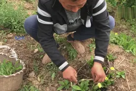 喝蒲公英泡的水对眼睛肝脏特别的好，今天我们就去挖一些蒲公英视频封面