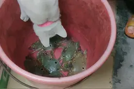 您知道螃蟹名字的由来吗视频封面
