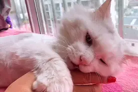 【剃毛那些事】猫咪和狗狗剃毛之后，多久才能长出来呢？来看看吧视频封面