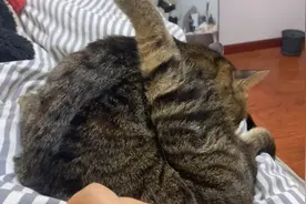 冬天的狸花猫太嚣张了，完全不把主人放在眼里视频封面