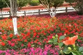 思小玥《亲爱的我爱你》DJ精华版视频封面