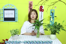 富贵竹的养殖期间，你知道应该怎样去对它进行修剪和换水吗？视频封面
