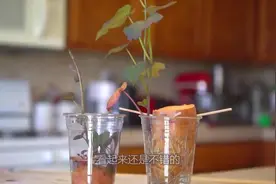 用一次性水杯培育水培红薯，一周生根发芽，还能切成两段养视频封面
