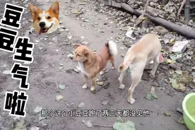 家里小狗丢了三天又回来了，说出原因可能你都不信，它也通人性的视频封面