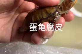 蛋龟轻微腐皮，碘伏药到病除