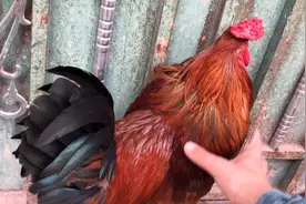 土鸡：为什么别人养出来的土鸡不怕人，而你的特别野呢？看就知道视频封面