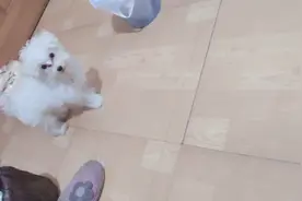 狗狗长到了四个月左右很尴尬，哈哈视频封面