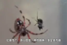 家里的蜘蛛不要随便踩死，它会原地爆炸，密密麻麻的！视频封面