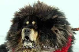 它因为长相凶猛，被人们认为是鬼獒，性格暴躁是藏獒中的王者视频封面