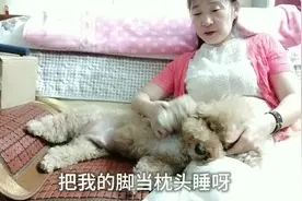 黏人的泰迪胖毛孩，把主人的脚当枕头还要挠痒痒，真幸福视频封面