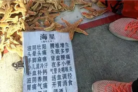 农民卖海星，百元一斤抢着称。此物干啥用，补典抗癌有奇功。视频封面