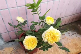 月季开始长花苞，施了这种肥料，能让月季花苞更大，叶子更加绿。视频封面