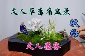 菖蒲盆景，献给文人墨客的一支视频视频封面