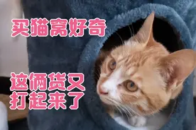 淘宝花35元买猫窝，流浪猫与大咪好奇钻进去，为了争窝又打起来视频封面