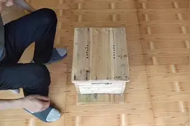 教大家格子箱怎么分蜂和换王，一看就学会了。视频封面