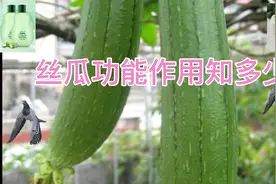 丝瓜的功能作用知多少？