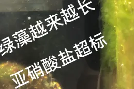 海缸爆藻第14天，绿藻已经长得很长了测试NO2结果2说明有亚硝酸盐