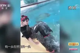 海洋动物饲养员展示工作日常，海豚间争风吃醋，不让自己雨露均沾视频封面