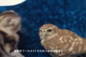 主人养的猫咪和猫头鹰是好朋友，它们每天在一起很快乐！视频封面