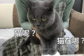 当绝育小公猫听到猫发情的叫声，顿时慌了：谁在叫？视频封面