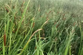 赤壁 蒲圻这种植物蒲草  香蒲 而得名 蒲圻视频封面