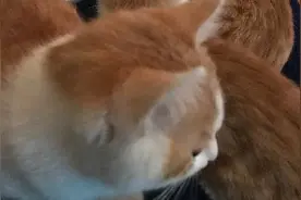 见证奇迹的时刻！徒手变猫！