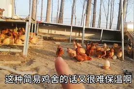 散养土鸡如何建造鸡舍，提前注意这几点，再无后顾之忧视频封面