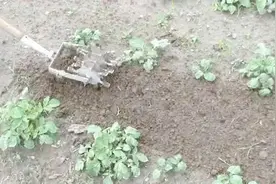 高手在民间 俄罗斯农民自制手动除草机 除草松地全都行视频封面
