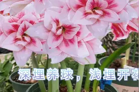 朱顶红，深埋养球，浅埋开花，不开花？你用的方法不对！视频封面