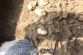 教你如何孵化乌龟蛋视频封面