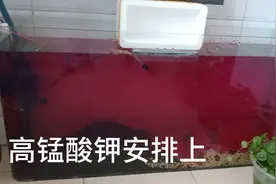 鱼缸用高锰酸钾消毒视频封面