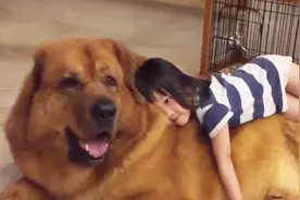 狗不咬没见过面的自家人，它是如何分辨出来的？看完解开多年疑惑视频封面