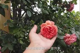 哇！楼顶居然可以种这么多的花，简直打破对花园的认知！视频封面