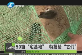 崖沙燕又回来了！许昌刘王寨村特批50亩“宅基地”送给小燕子视频封面