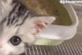 被猫咪抱着脸一顿猛亲，是什么感受？快来体验下有多幸福吧！视频封面