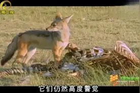 ￼

18005:18

￼

打开好看APP，查看更多精彩视频



食腐动物视频封面
