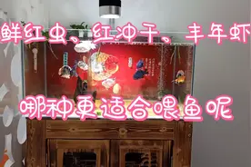 喂食兰寿的三种常用饵料，到底哪种更适合，来看看我的试验结果