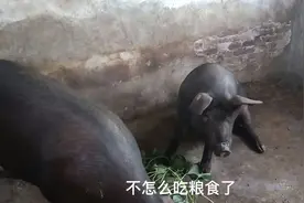 猪瘟肆虐家里两头猪有头不吃粮食了只能观察看看真把我给愁死了！视频封面