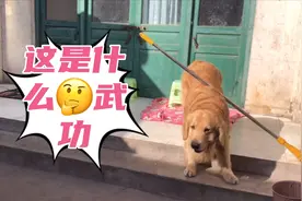 金毛好心给主人洗衣服，却主人被狠心惩罚，难道好心没有好报吗？视频封面