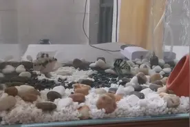迷你鹦鹉小夫妻搬新家了，换了新环境太兴奋，看半夜出来遛娃呢。视频封面