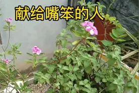 佛说嘴笨的人，都是老实人。看完受益一生。视频封面