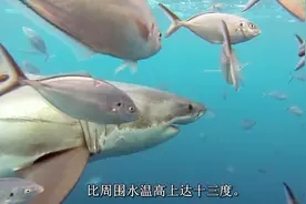 大白鲨为什么不吃跟在身边的鱼 幼时的大白鲨主要食物是什么视频封面