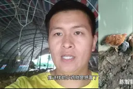 小鸡感冒和呼吸道都有哪些症状？注意小鸡两个动作就明白了视频封面