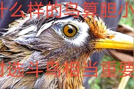 这种画眉胆小如鼠不值得养，有几种状态，值得注意，特别是养斗鸟