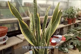 养殖金边虎尾兰的几个难点，你如果不懂，这么好看的花就可惜了视频封面