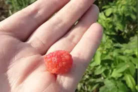 小时候吃过的野生小果子，酸酸甜甜，陕西城固种植成功视频封面
